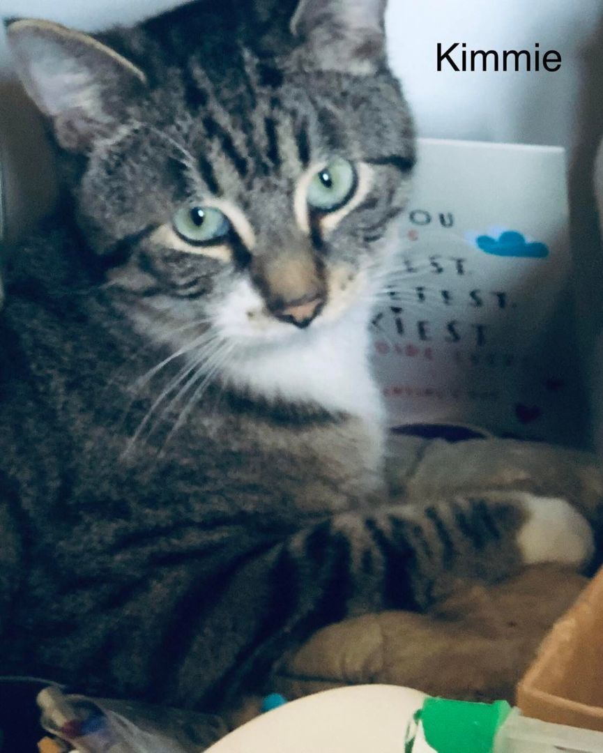 Enlarge Kimmie, a Adopted Domestic Short Hair in Spencerville, ON image 3/8