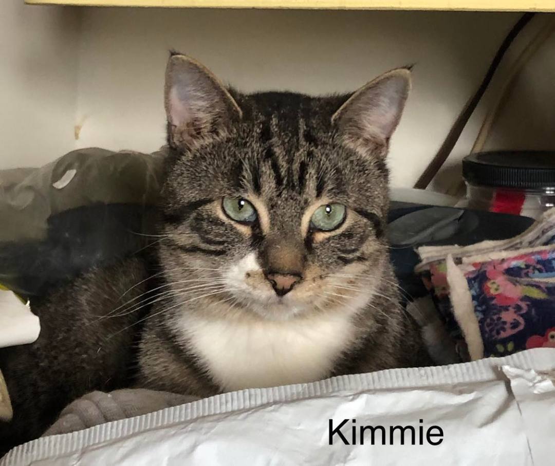 Enlarge Kimmie, a Adopted Domestic Short Hair in Spencerville, ON image 4/8