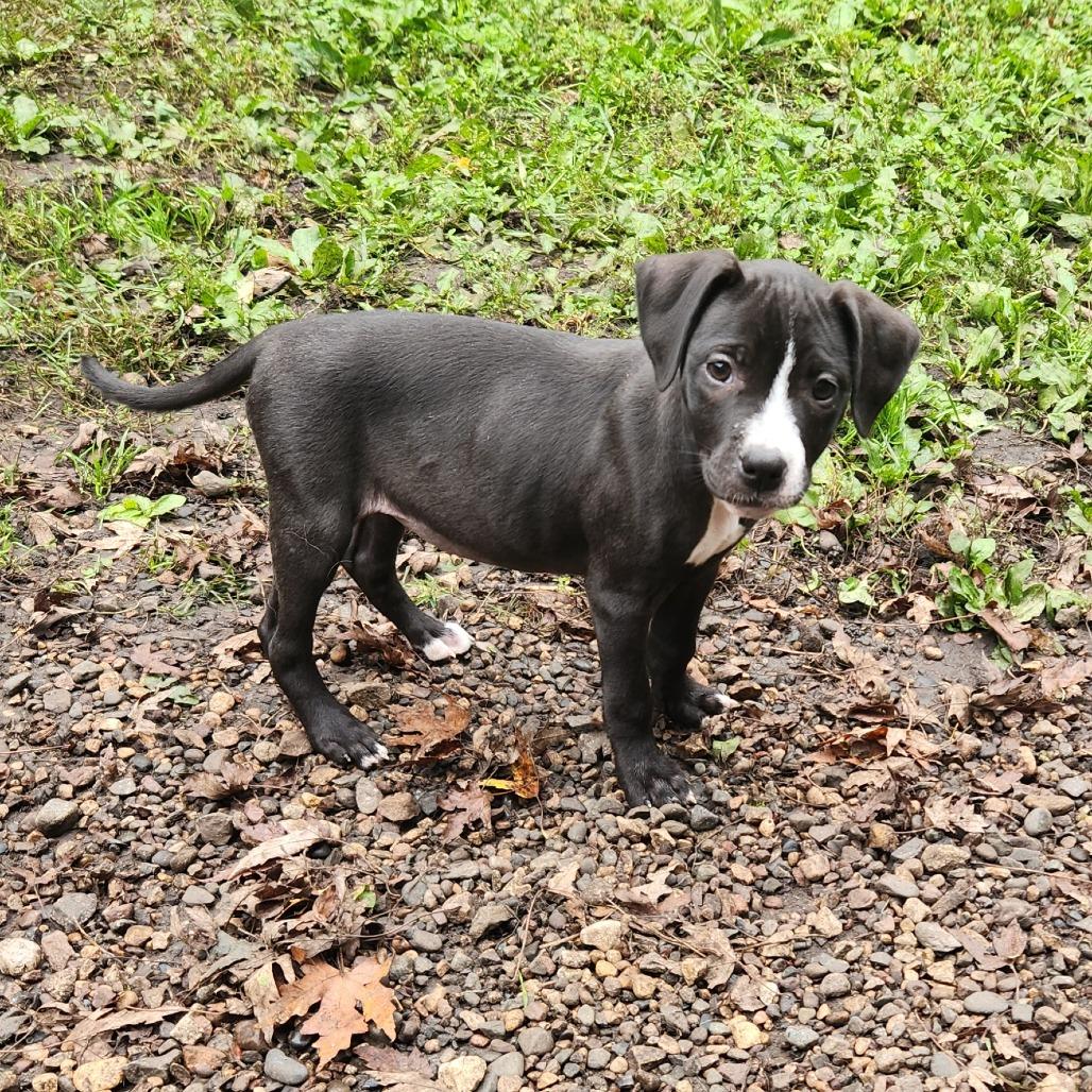 Enlarge Jody, a Adoptable mixed breed in Farmington, MN image 1/3