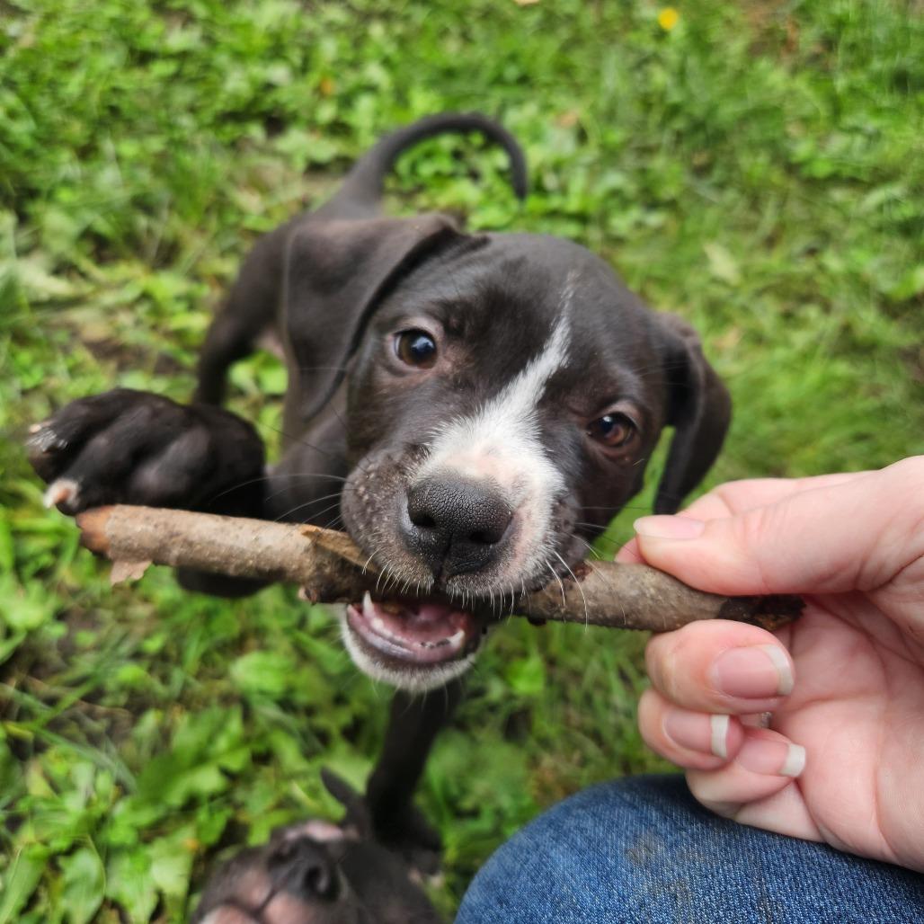 Enlarge Jody, a Adoptable mixed breed in Farmington, MN image 2/3