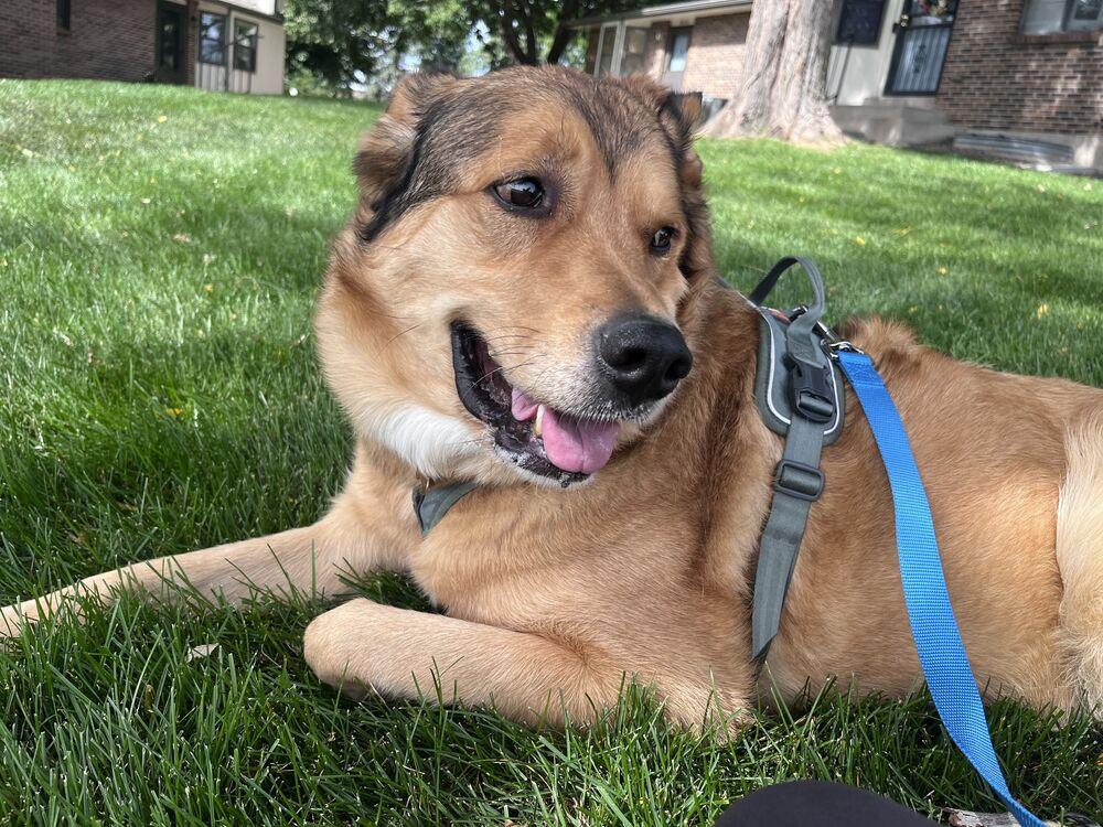 BROCK, Adoptable, Adult Male Shepherd.