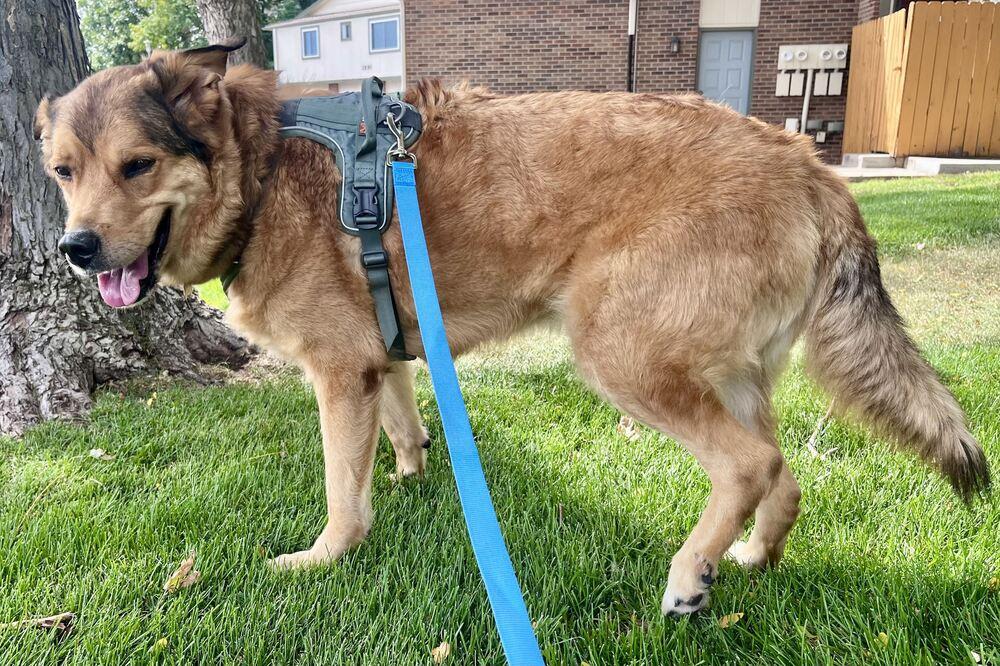 Enlarge BROCK, a Adoptable Shepherd in Thornton, CO image 3/6