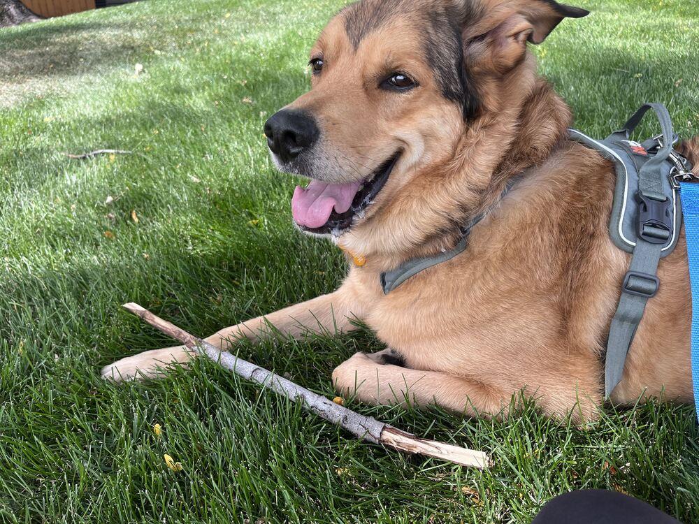 Enlarge BROCK, a Adoptable Shepherd in Thornton, CO image 6/6