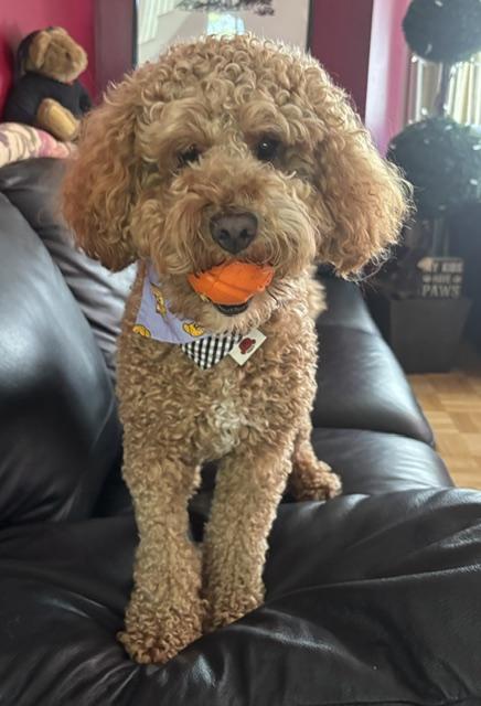 Oliver, an adopted mixed breed in Sudbury, MA image 6/6