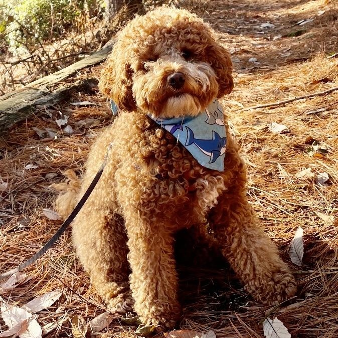Oliver, an adopted mixed breed in Sudbury, MA image 1/6