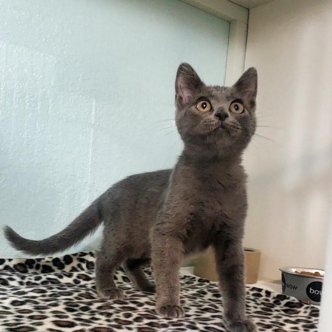 Olive Oil, adopted, Kitten Female Domestic Short Hair.
