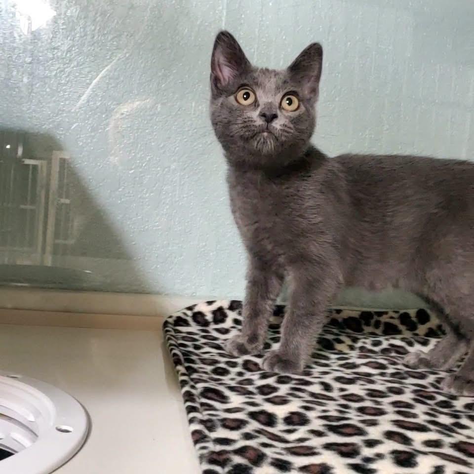 Olive Oil, an adopted Domestic Short Hair in Hutchinson, MN image 2/2