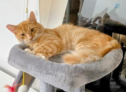 Enlarge Blaze , a ADOPTABLE Domestic Medium Hair in Downers Grove, IL image 2/3