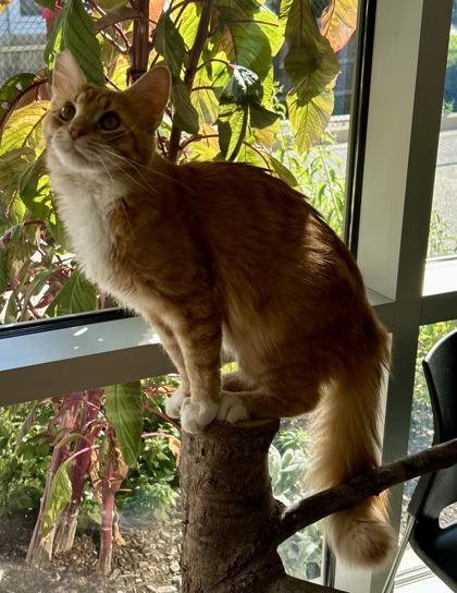 Enlarge Blaze , a ADOPTABLE Domestic Medium Hair in Downers Grove, IL image 3/3