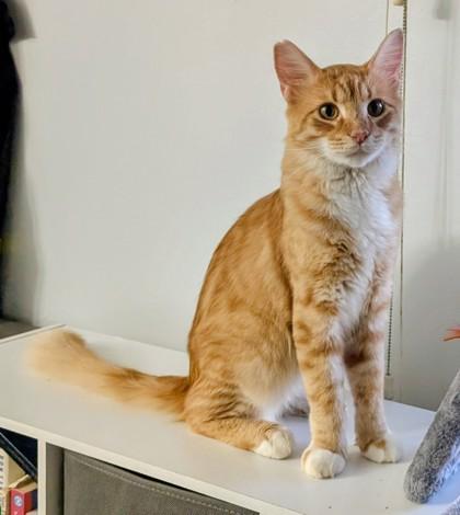 Blaze , ADOPTABLE, Adult Male Domestic Medium Hair.