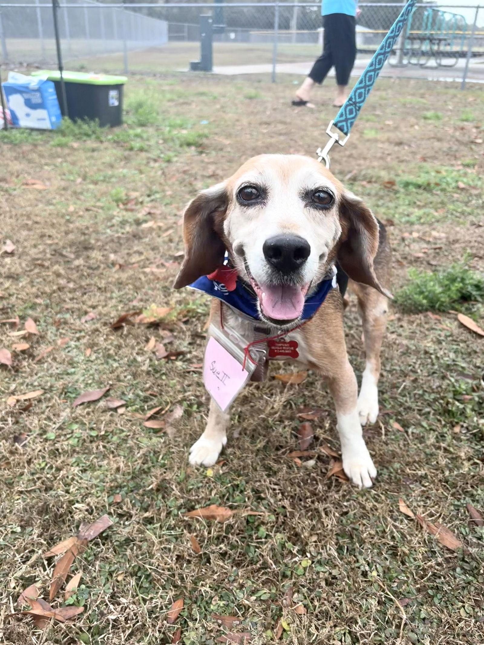 Enlarge Sue II, a Adoptable Beagle in Tampa, FL image 1/3