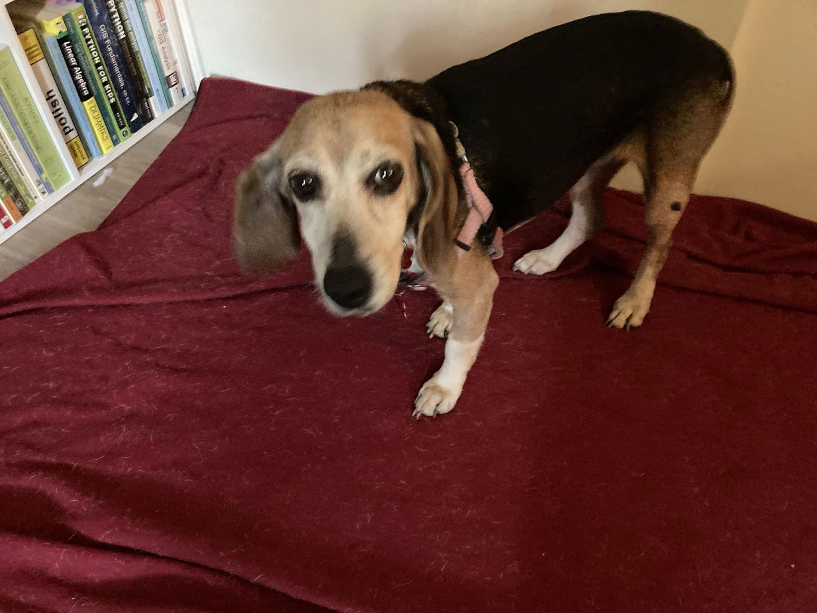 Sue II, Adoptable, Senior Female Beagle.