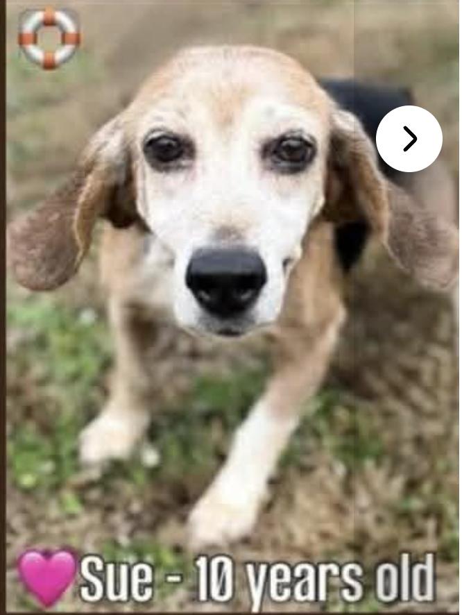 Enlarge Sue II, a Adoptable Beagle in Tampa, FL image 3/3