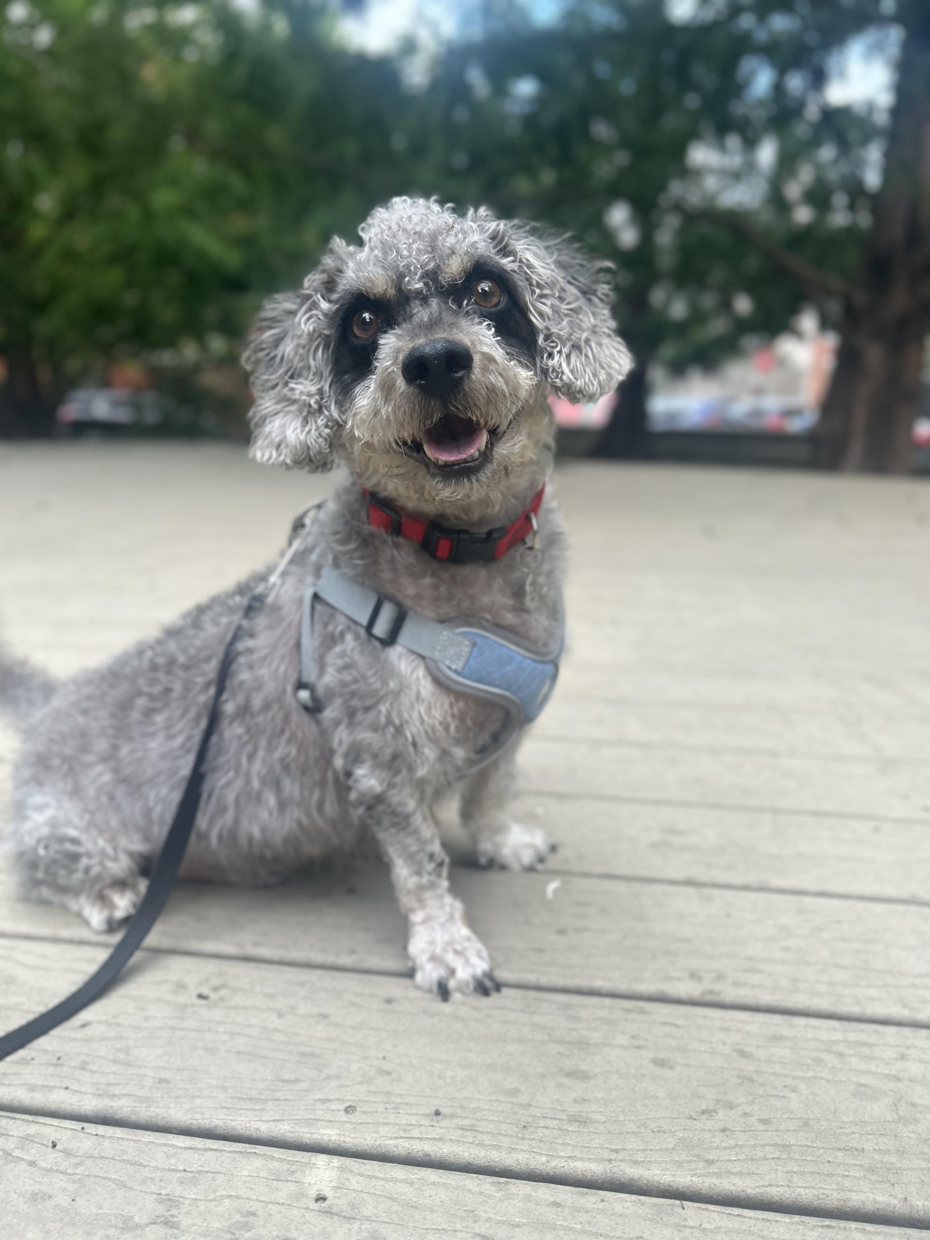 Enlarge Seymour, an adopted mixed breed in Philadelphia, PA image 1/5