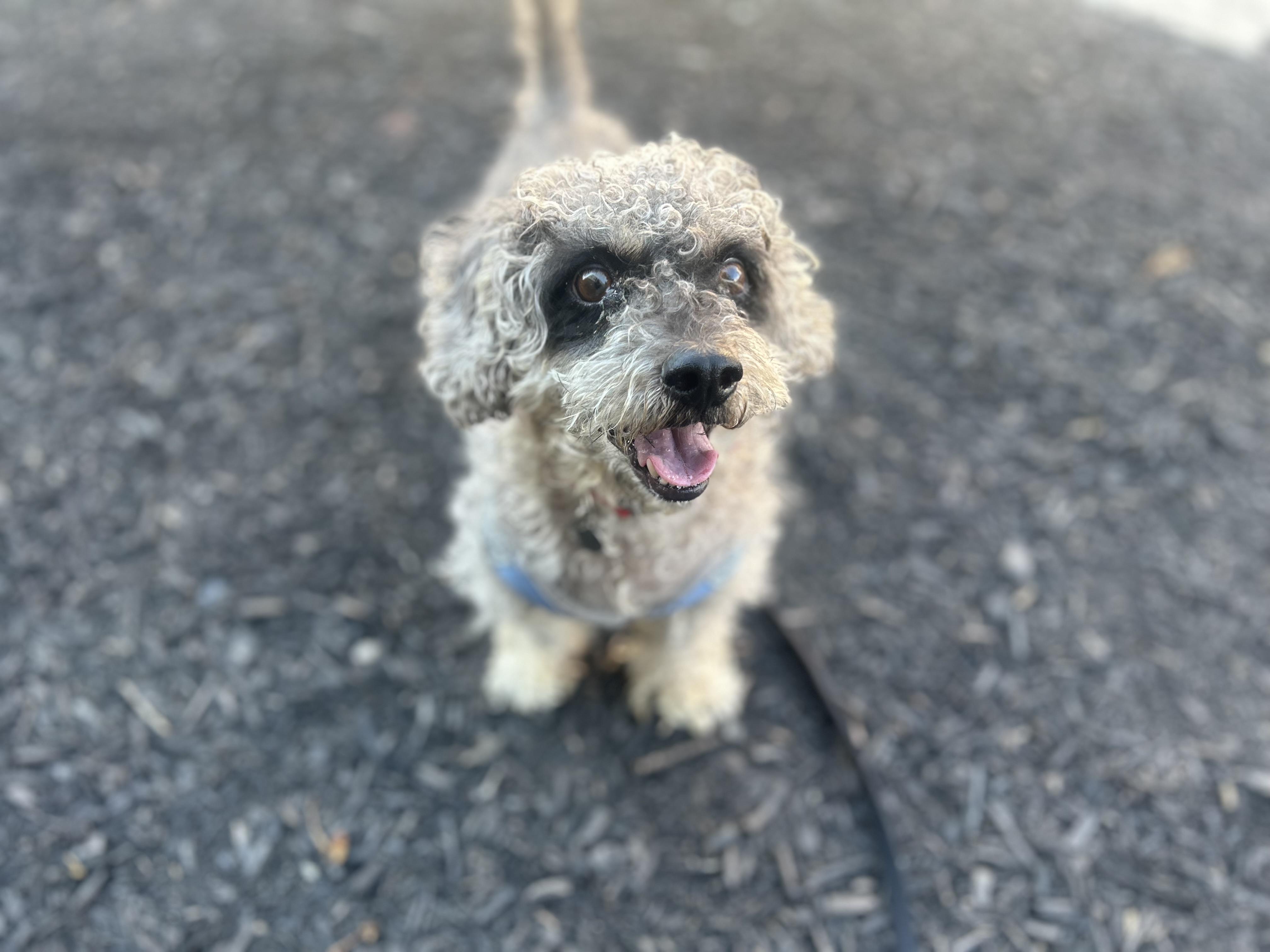 Enlarge Seymour, an adopted mixed breed in Philadelphia, PA image 4/5