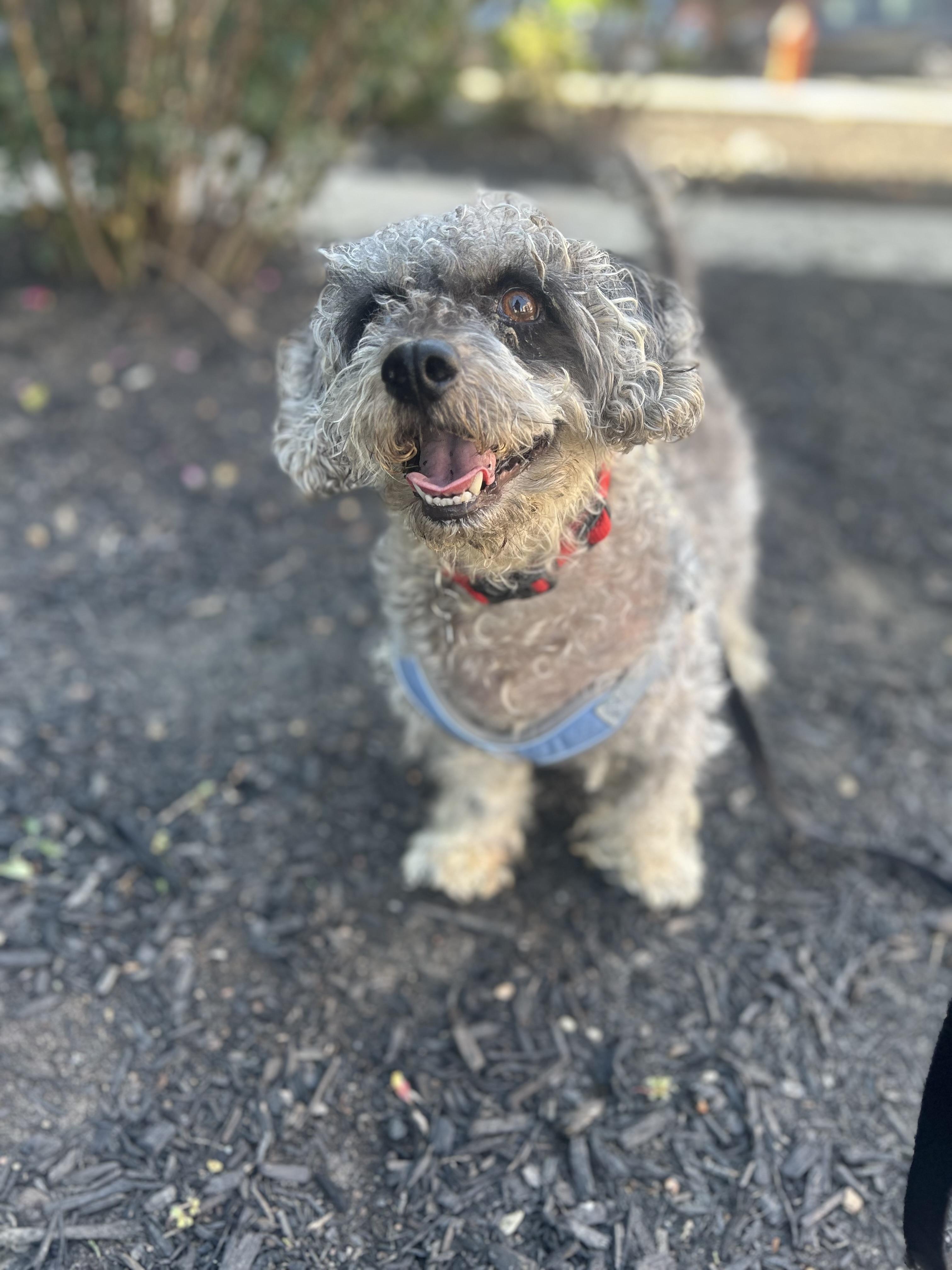 Enlarge Seymour, an adopted mixed breed in Philadelphia, PA image 5/5