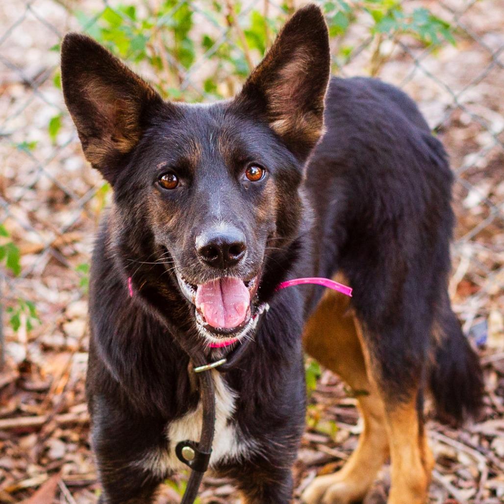 Enlarge Sierra, a Adoptable mixed breed in Hattiesburg, MS image 1/2