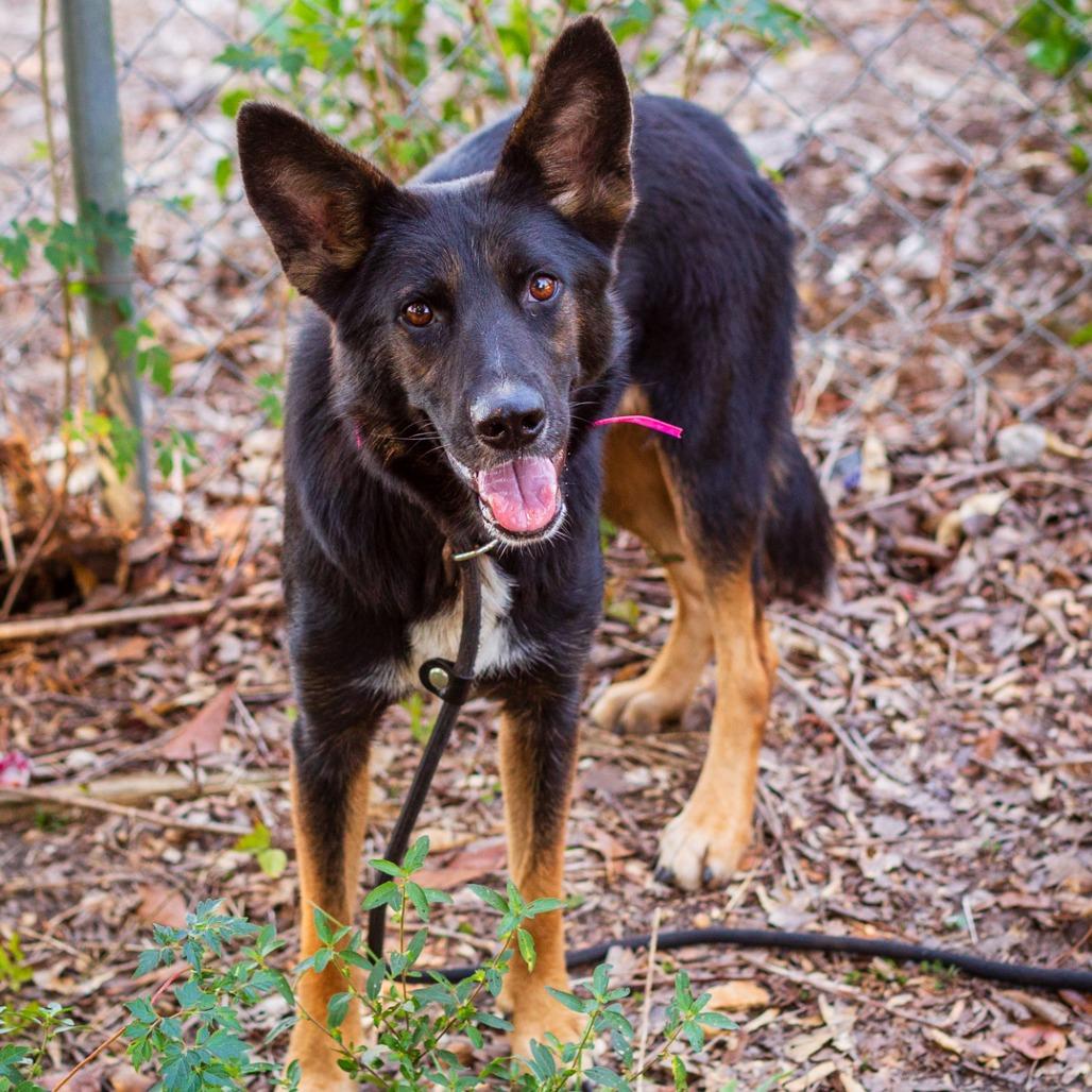 Enlarge Sierra, a Adoptable mixed breed in Hattiesburg, MS image 2/2