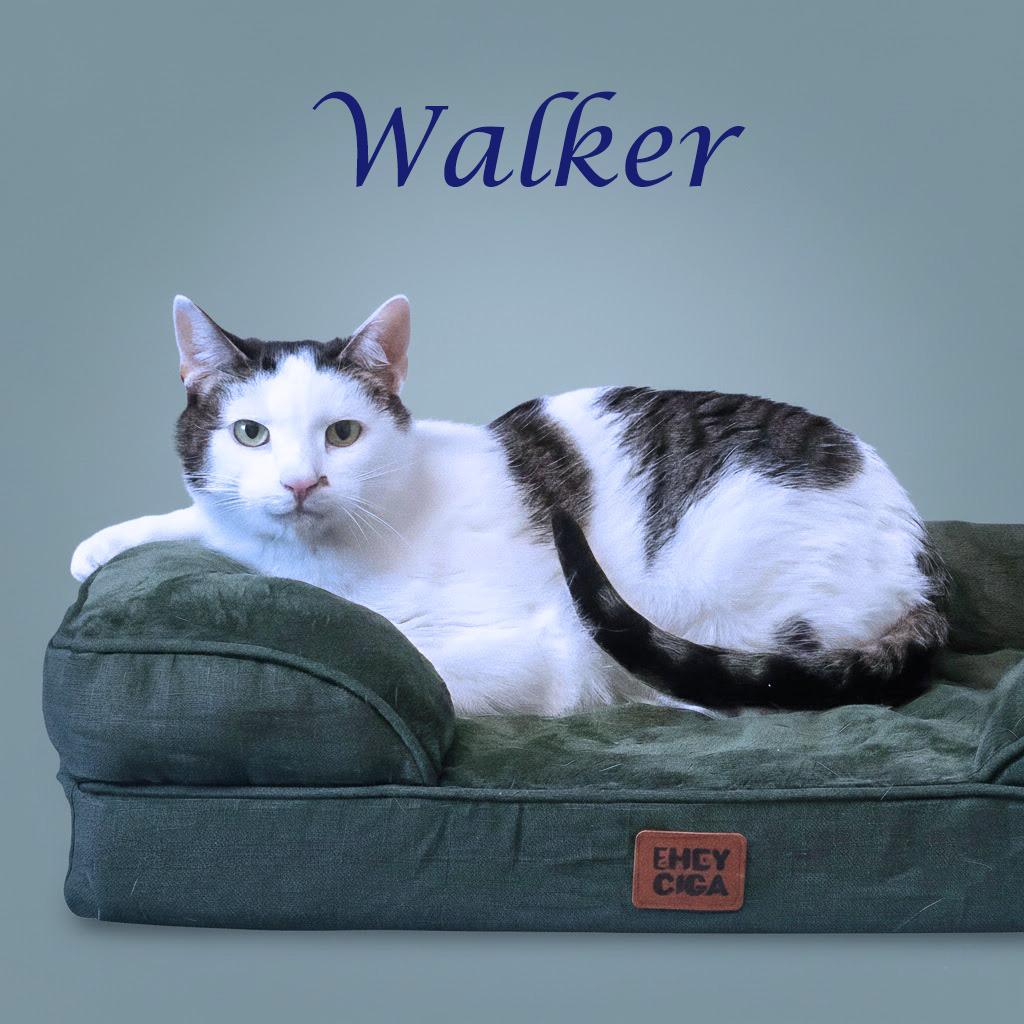 Walker C25-357, Adoptable, Senior Male Domestic Short Hair.