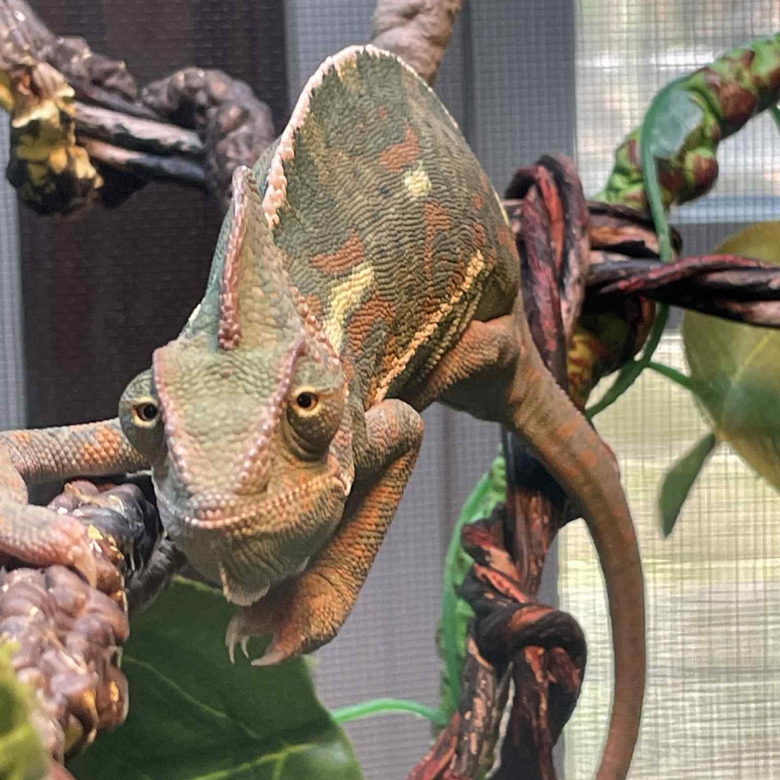 Stella, an adopted Chameleon in Durham, NC image 1/2