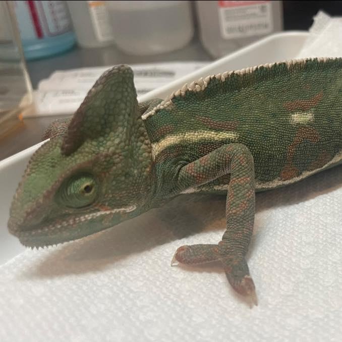 Stella, an adopted Chameleon in Durham, NC image 2/2