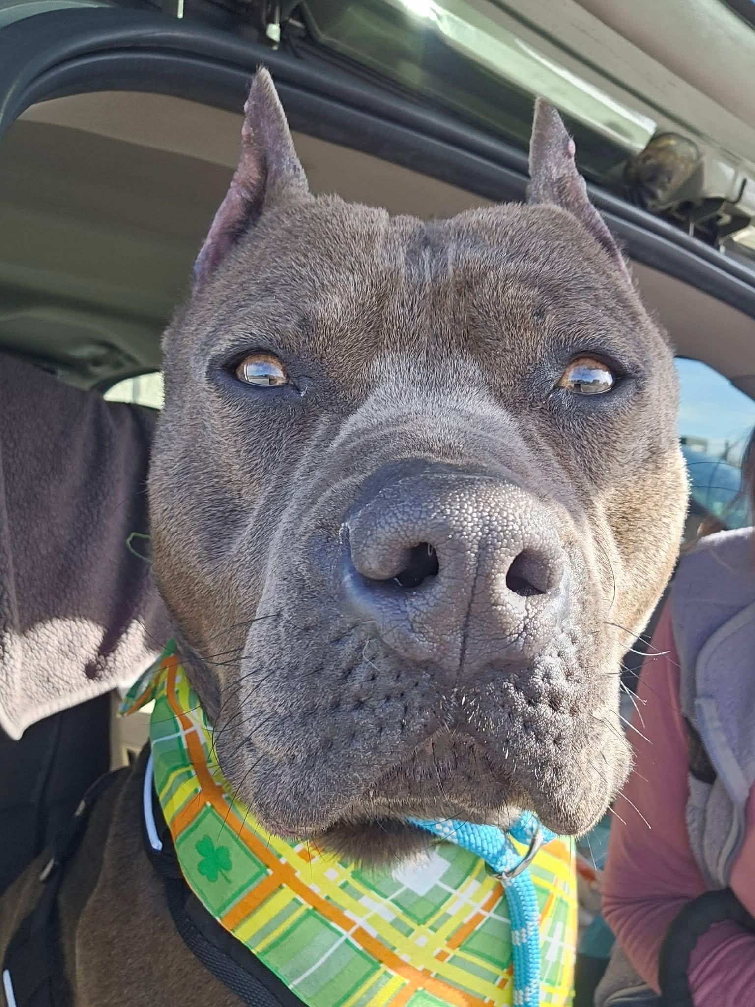 Bane, Adopted, Adult Male American Staffordshire Terrier.