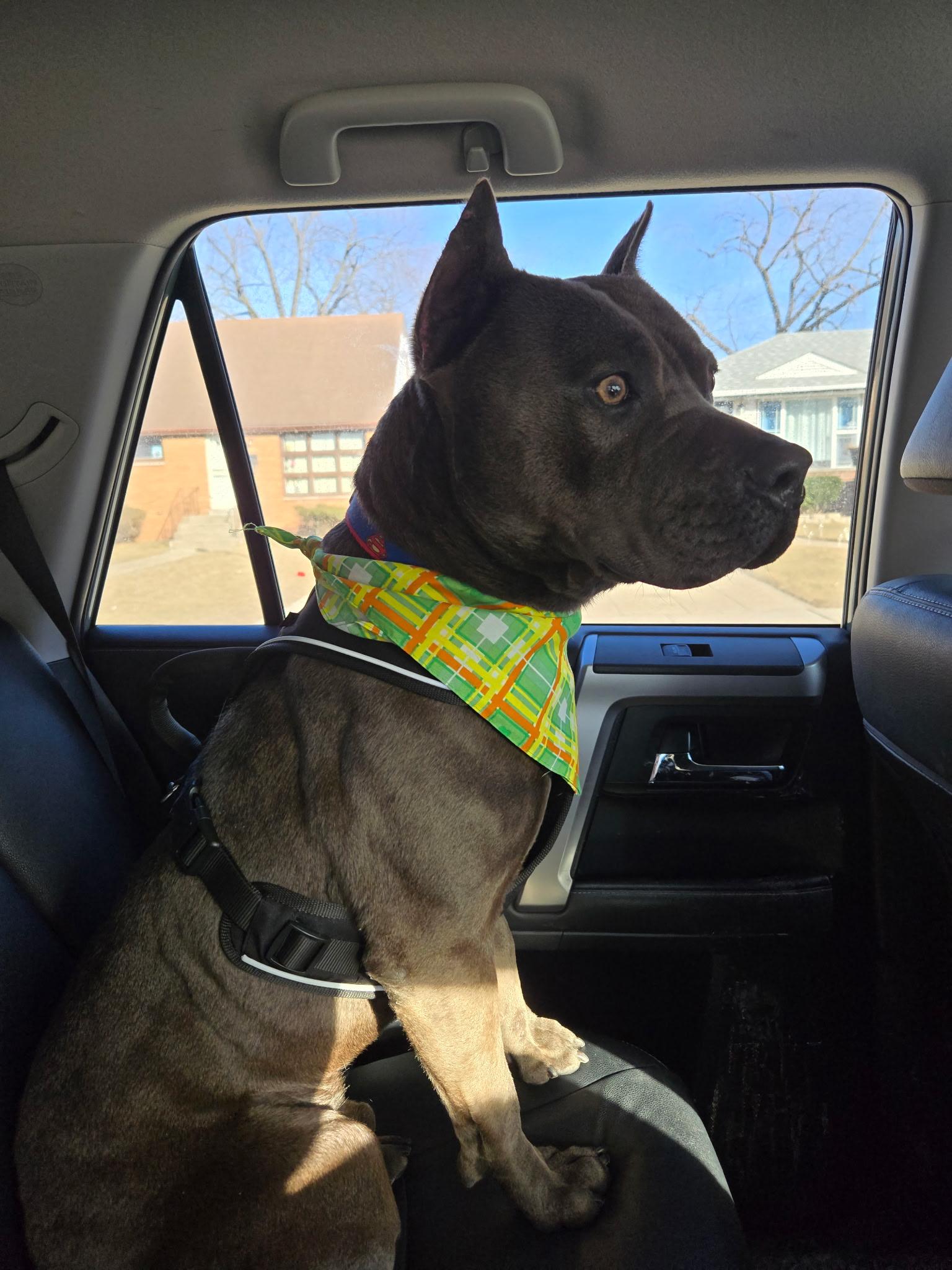 Enlarge Bane, a Adopted American Staffordshire Terrier in merrillville, IN image 3/4