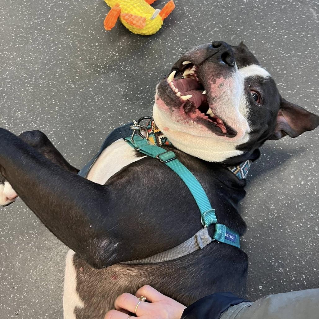 Ed Bighead, Adoptable, Adult Male Mixed Breed.