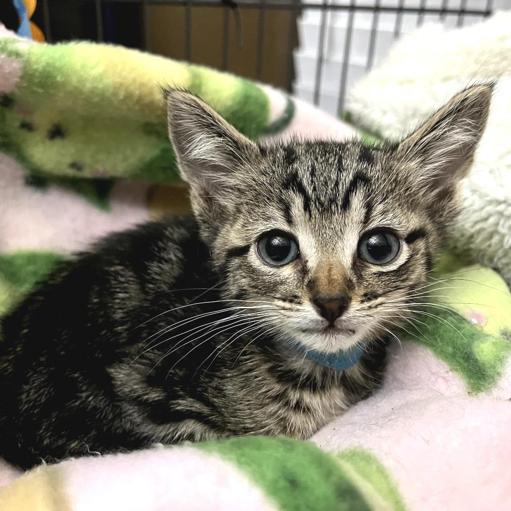Enlarge Percy, a Adoptable Domestic Short Hair in Fort Worth, TX image 1/1