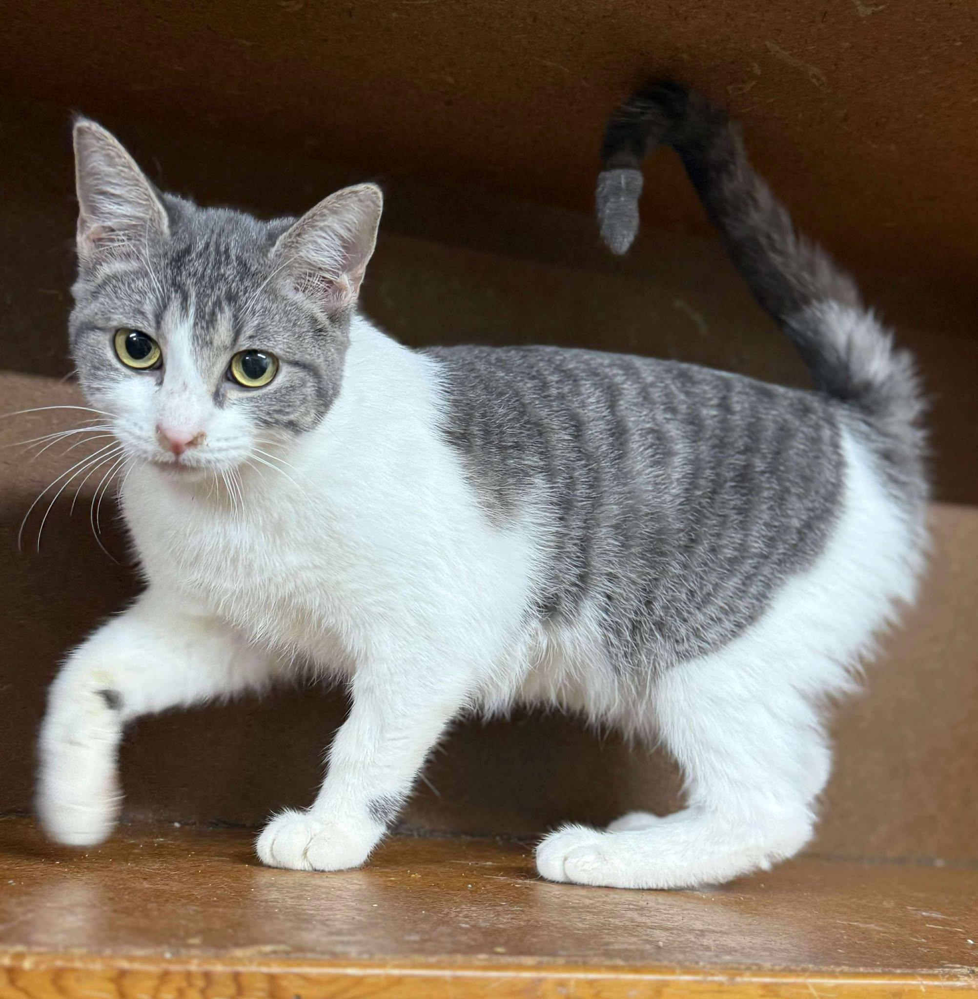 Enlarge Wanda, a Adopted Tabby in Marion, IN image 2/3