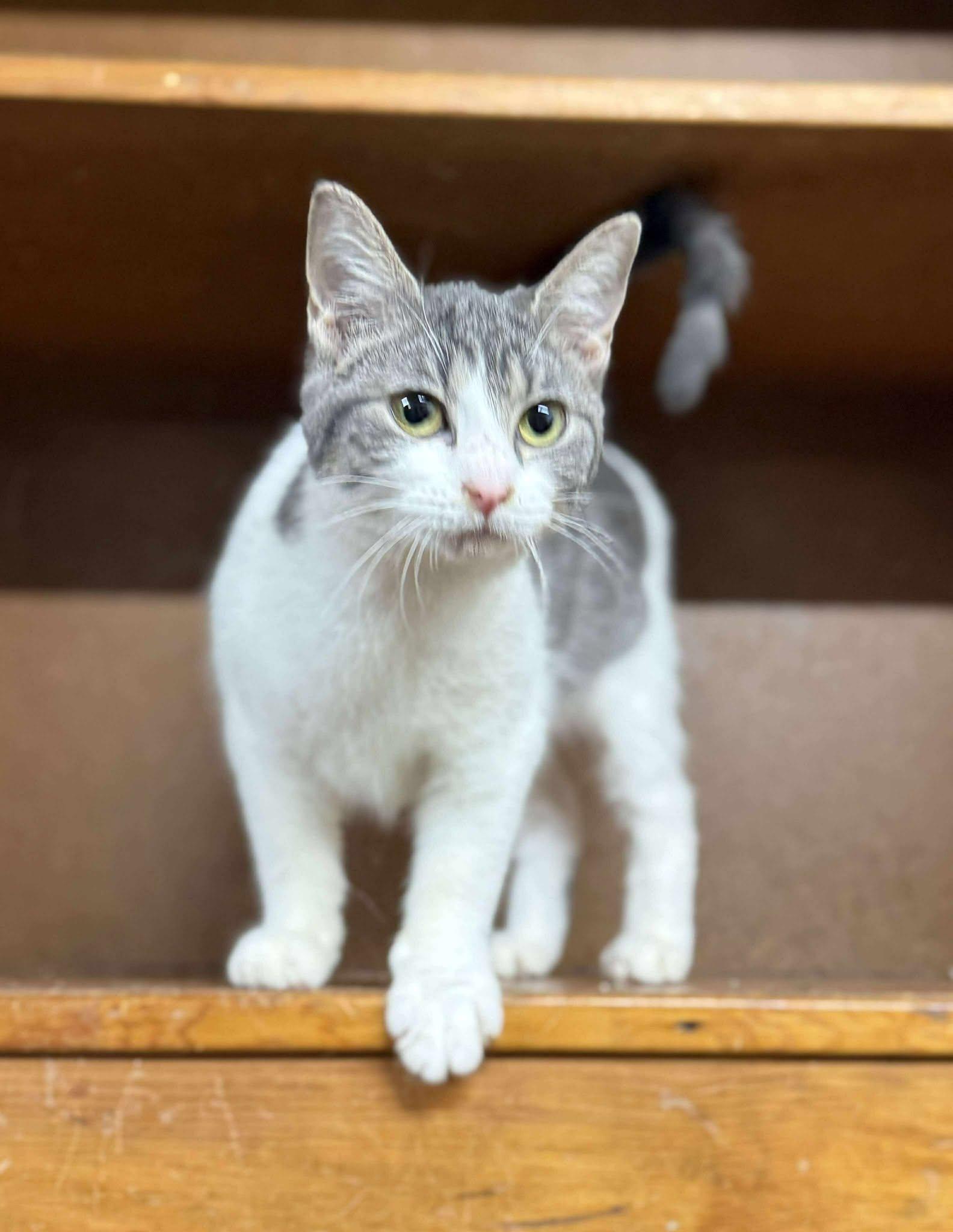 Enlarge Wanda, a Adopted Tabby in Marion, IN image 3/3