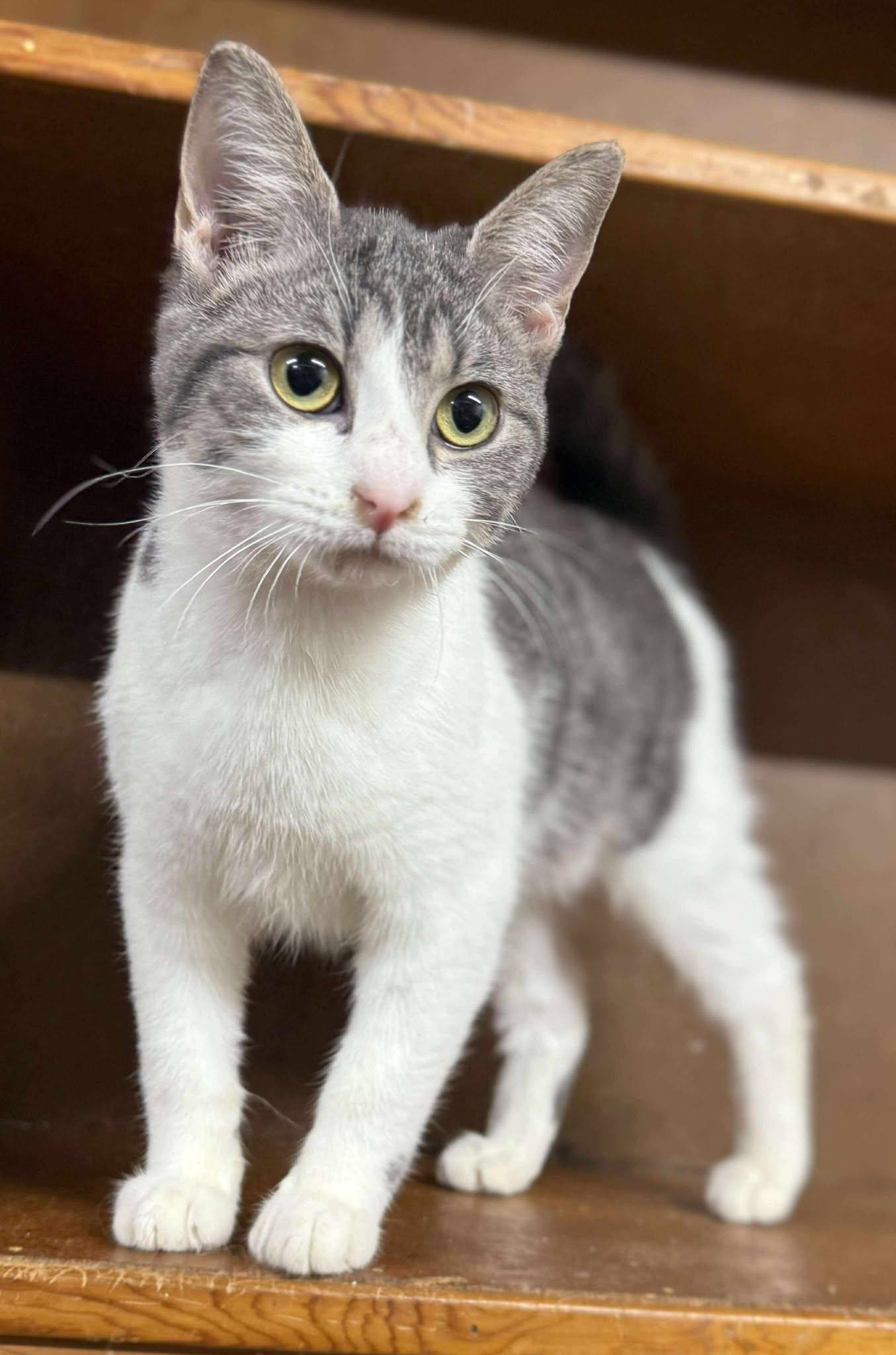 Enlarge Wanda, a Adopted Tabby in Marion, IN image 1/3