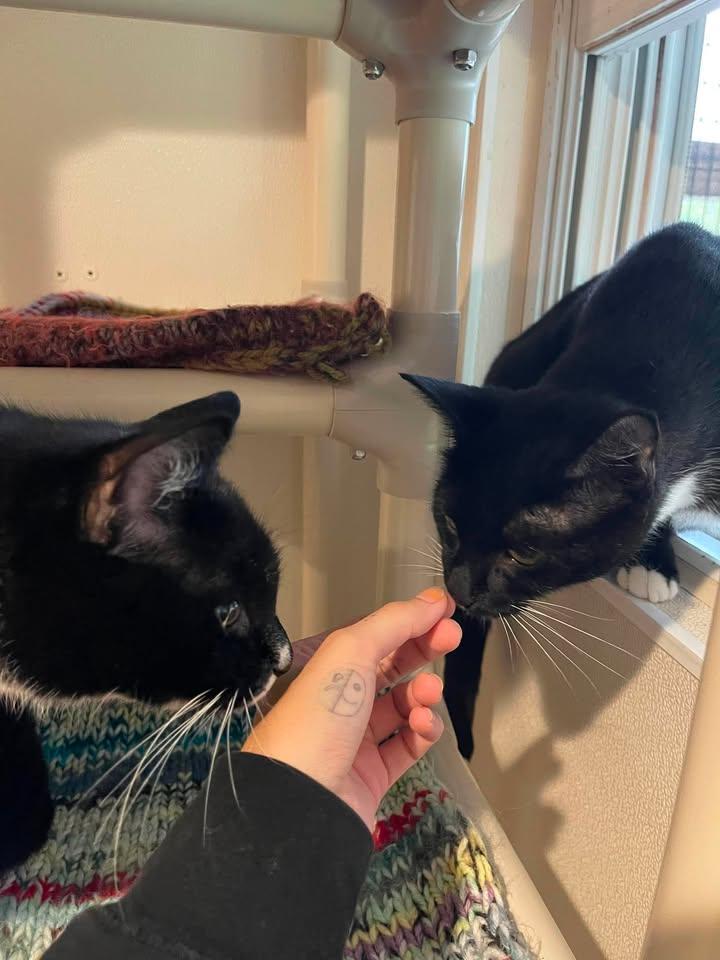 Enlarge Helen and Junior Mint, a Adoptable Domestic Short Hair in Winthrop, ME image 2/5