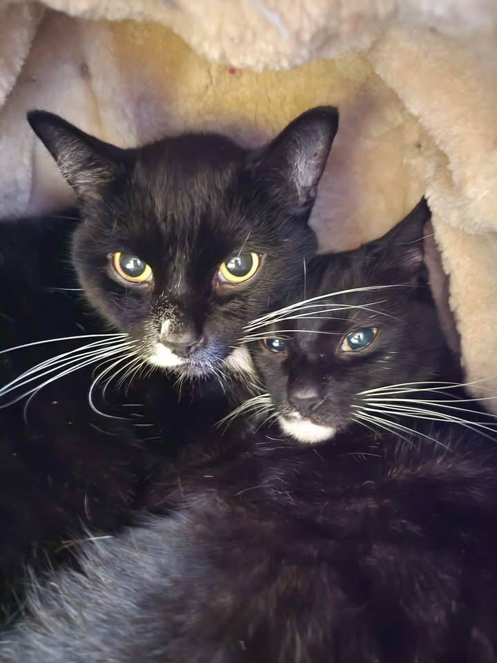 Enlarge Helen and Junior Mint, a ADOPTABLE Domestic Short Hair in Winthrop, ME image 3/4
