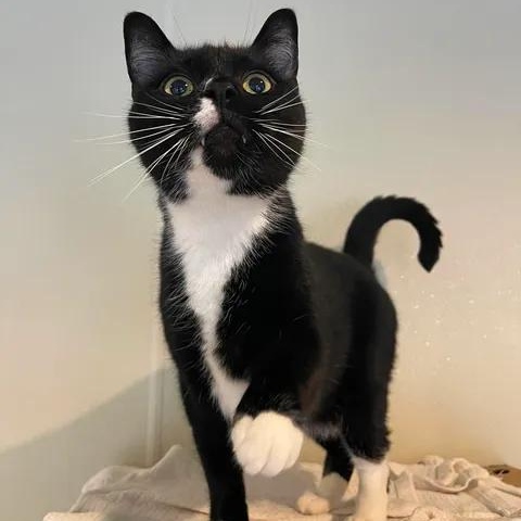 Helen and Junior Mint, ADOPTABLE, Adult Female Domestic Short Hair.