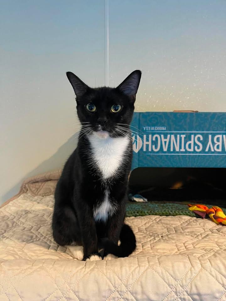 Enlarge Helen and Junior Mint, a ADOPTABLE Domestic Short Hair in Winthrop, ME image 2/4