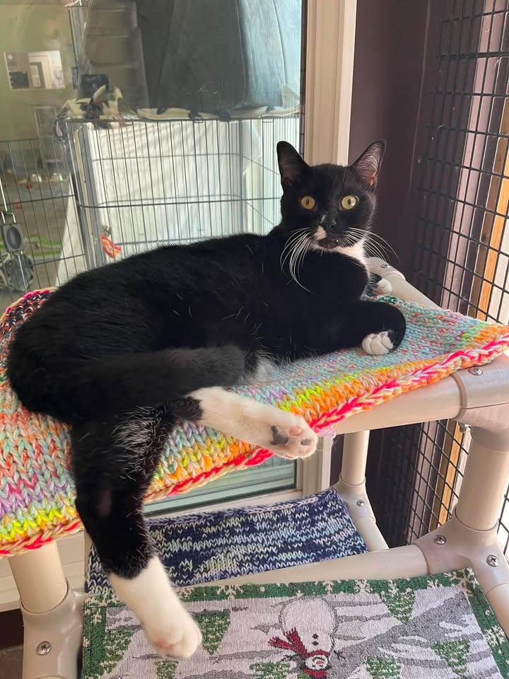 Enlarge Helen and Junior Mint, a ADOPTABLE Domestic Short Hair in Winthrop, ME image 4/4