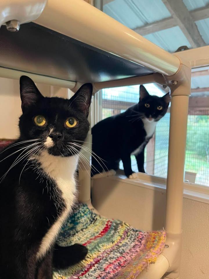 Enlarge Helen and Junior Mint, a Adoptable Domestic Short Hair in Winthrop, ME image 1/5