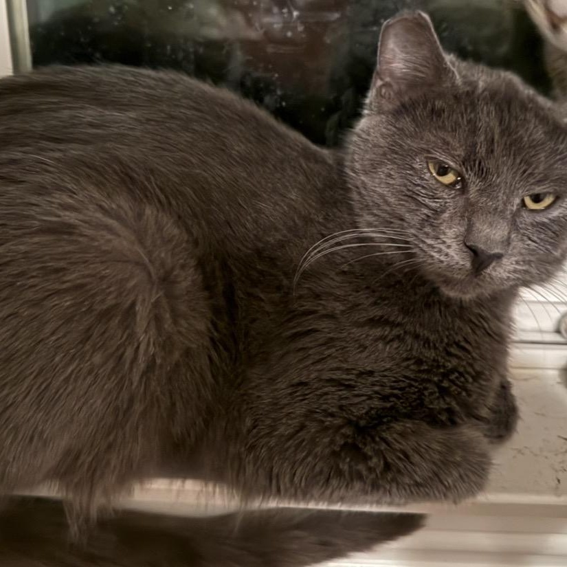 Lila, ADOPTABLE, Young Female Domestic Short Hair.