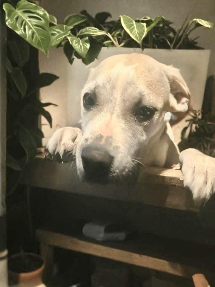 Enlarge Nancy , a ADOPTABLE mixed breed in Woodbury, NJ image 2/3