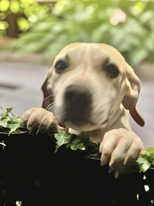 Enlarge Nancy , a ADOPTABLE mixed breed in Woodbury, NJ image 1/3