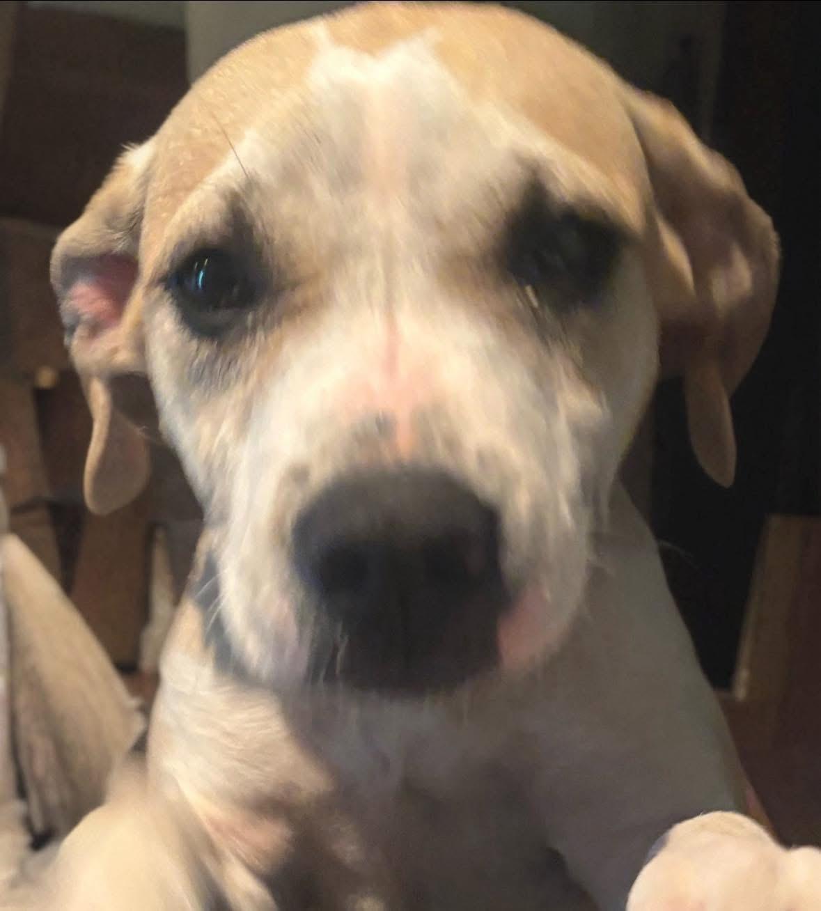 Enlarge Nancy , a ADOPTABLE mixed breed in Woodbury, NJ image 3/3