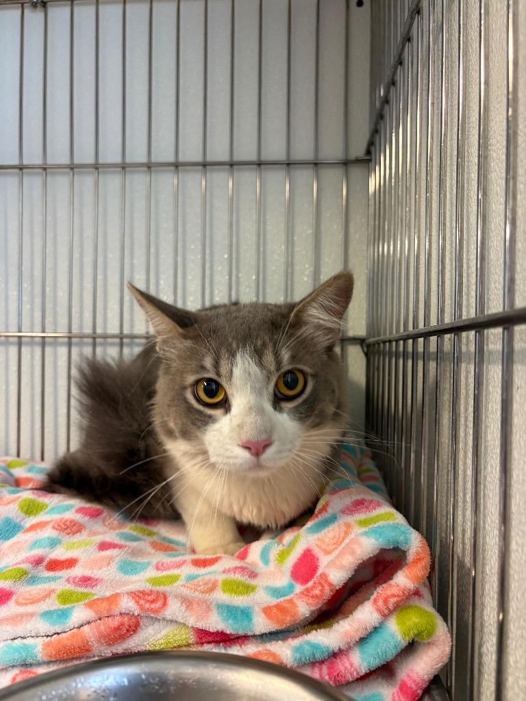 Fresno, Adoptable, Young Male Domestic Short Hair.