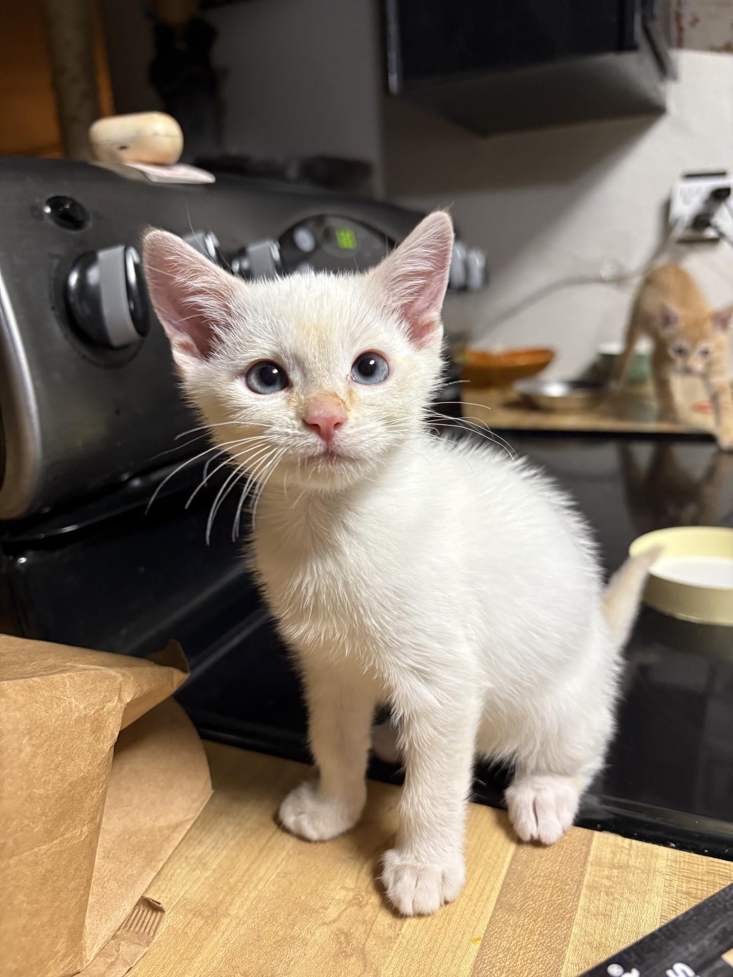 Caviar, Adoptable, Young Female Domestic Short Hair.