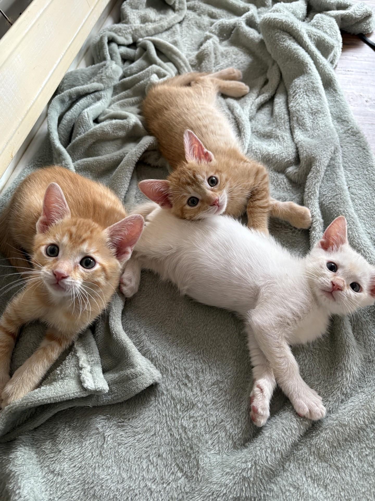 Enlarge Caviar, a Adoptable Domestic Short Hair in Reno, NV image 2/6