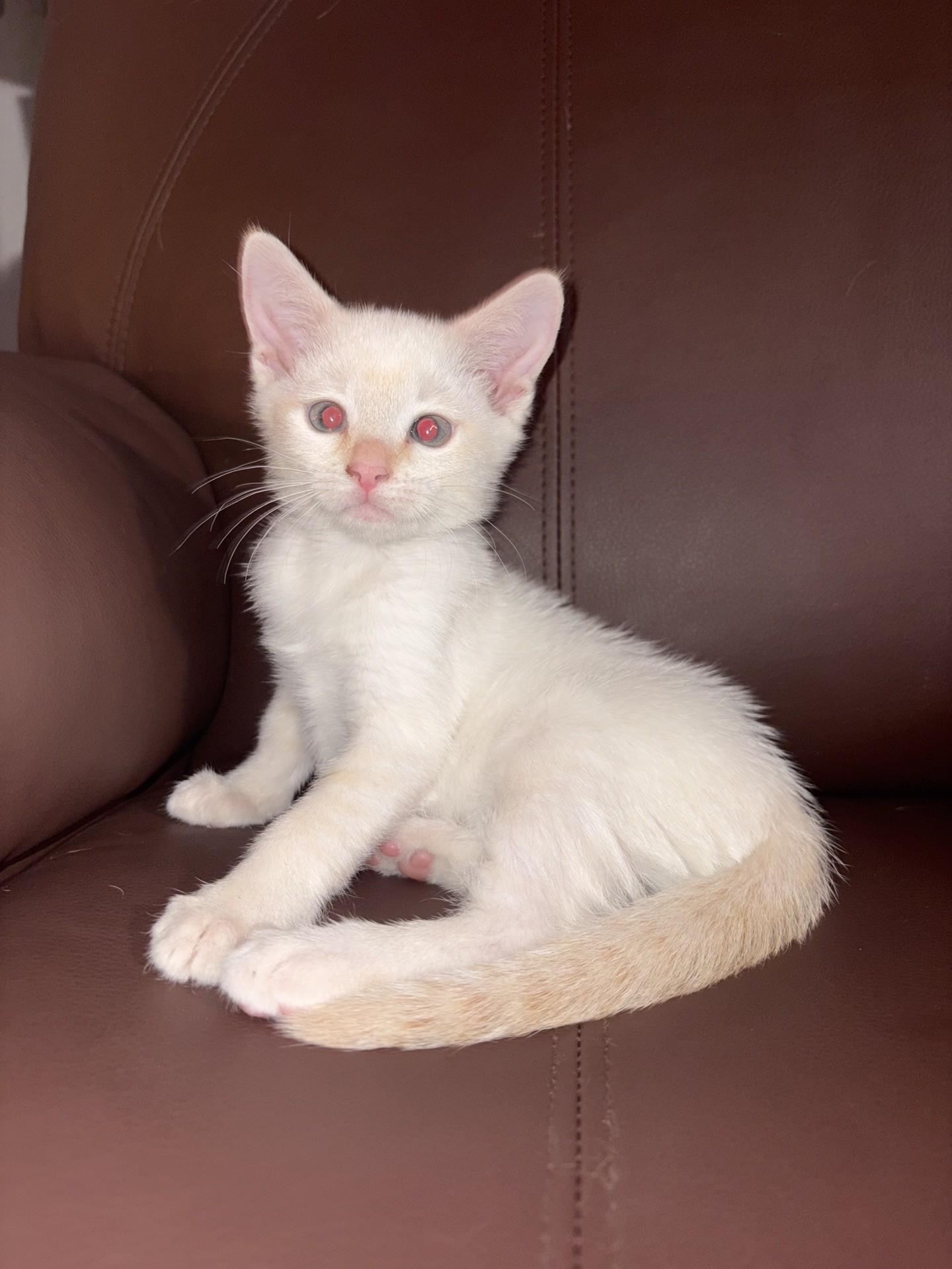 Enlarge Caviar, a Adoptable Domestic Short Hair in Reno, NV image 3/6