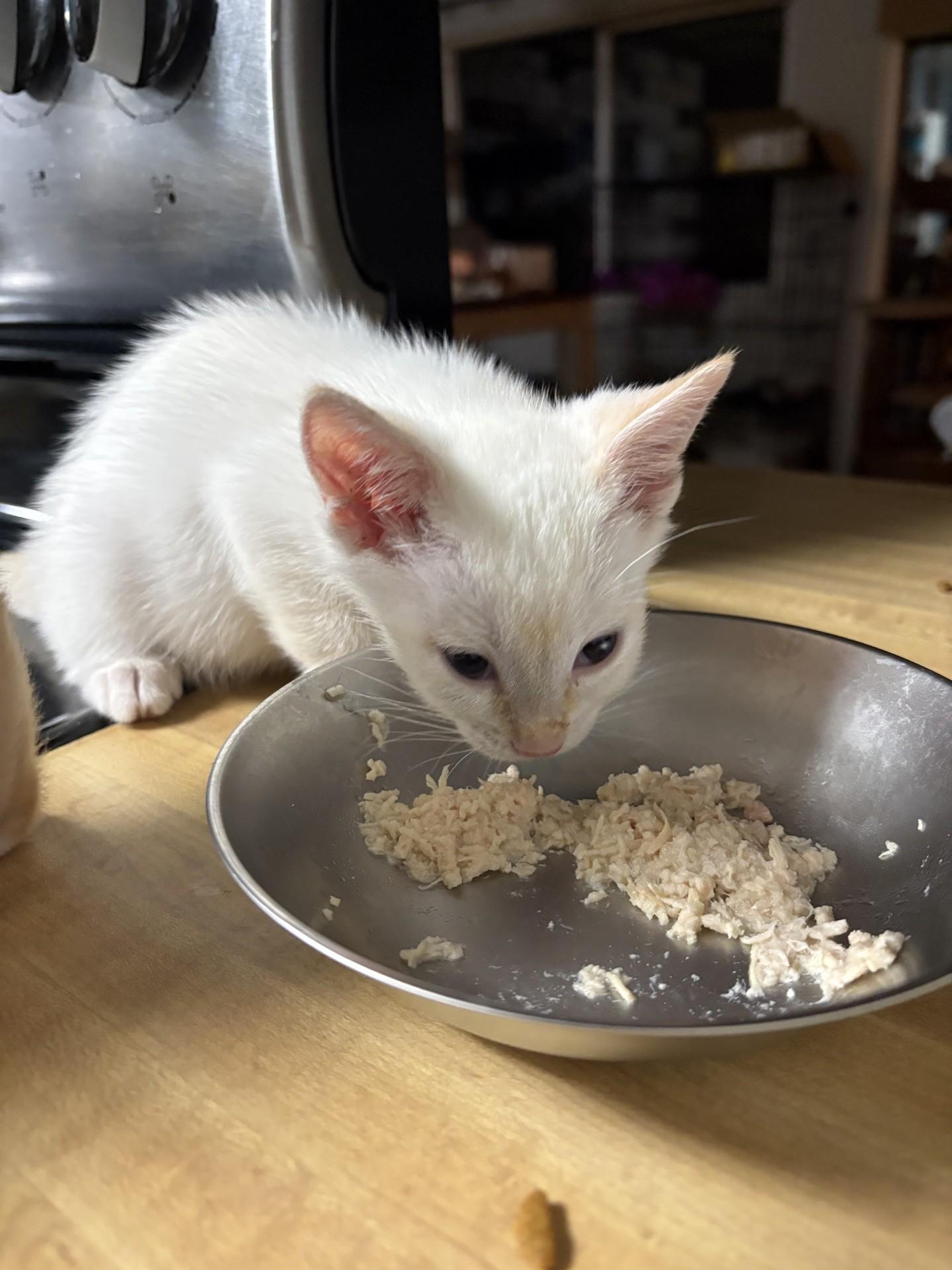 Enlarge Caviar, a Adoptable Domestic Short Hair in Reno, NV image 4/6