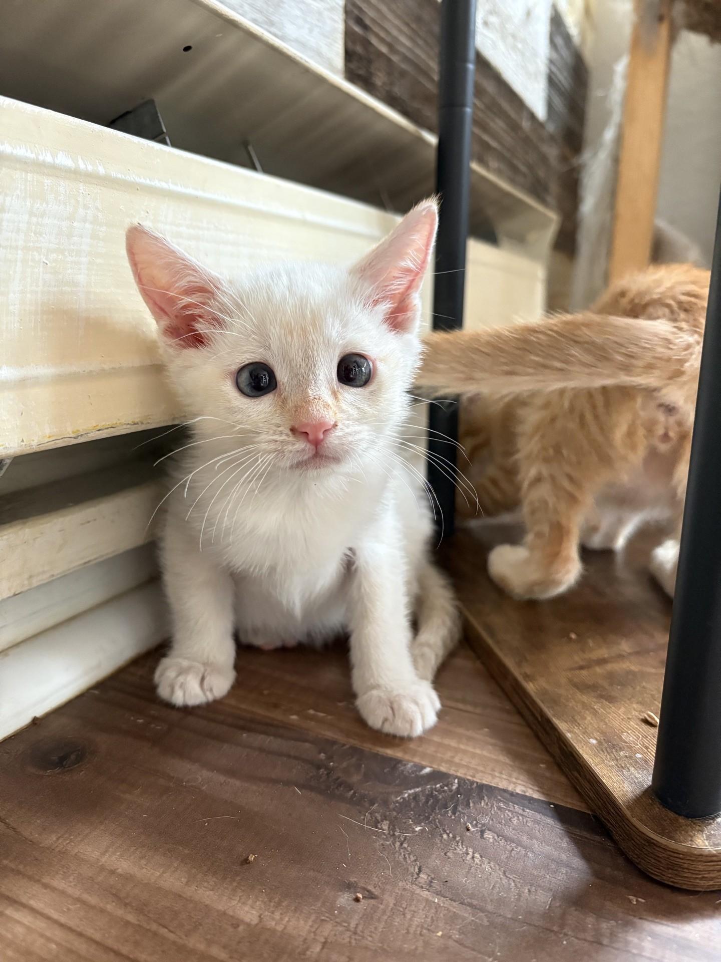 Enlarge Caviar, a Adoptable Domestic Short Hair in Reno, NV image 5/6