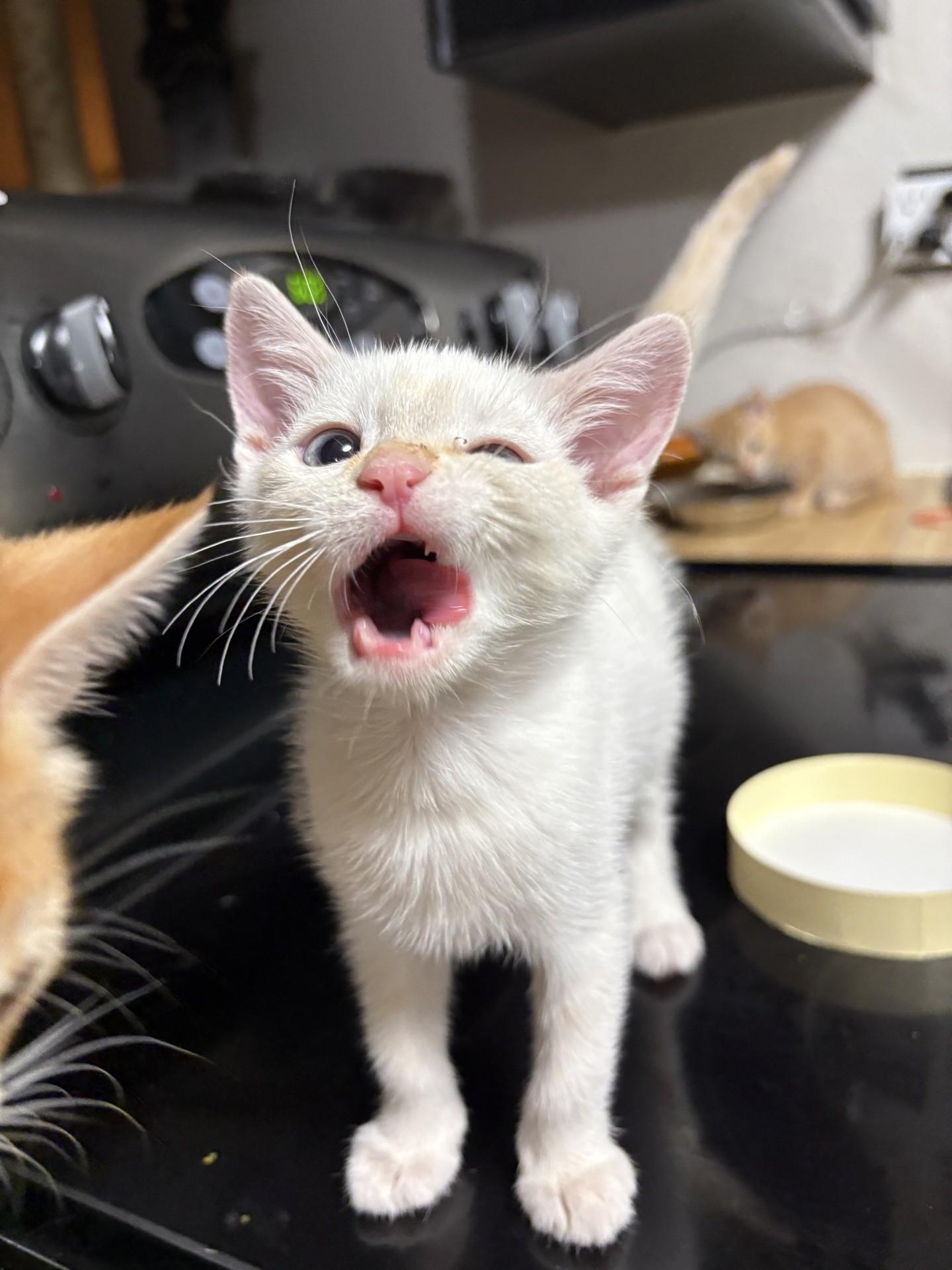 Enlarge Caviar, a Adoptable Domestic Short Hair in Reno, NV image 6/6