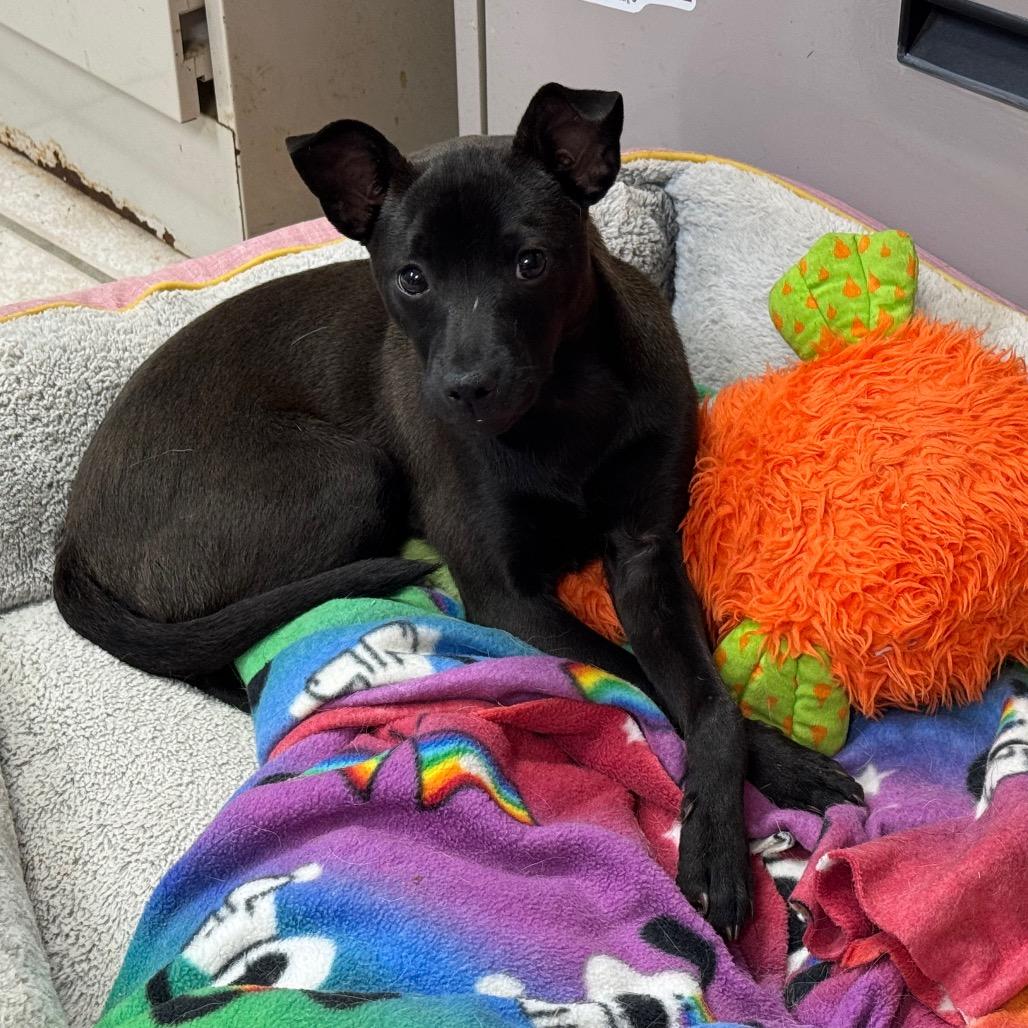Pepper, a Adoptable mixed breed in Eureka Springs, AR image 1/6
